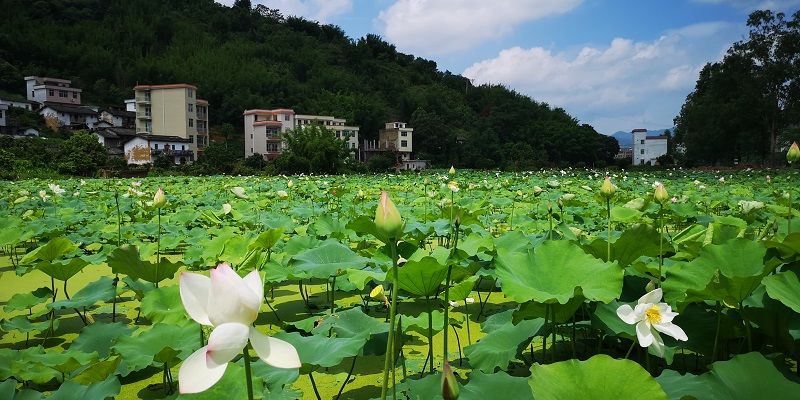 桂圩镇人口_东乡区马圩镇人口(3)