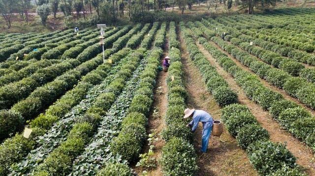 种植面积在50亩以上的承包户注意!这项补贴向您招手，抓紧申报吧