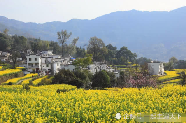 中国最美乡村：江西婺源，这里10万亩油菜花开了，如同天上人间