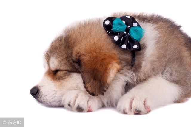 狗狗老是挠痒痒,想必身上有跳蚤了,若不赶快处