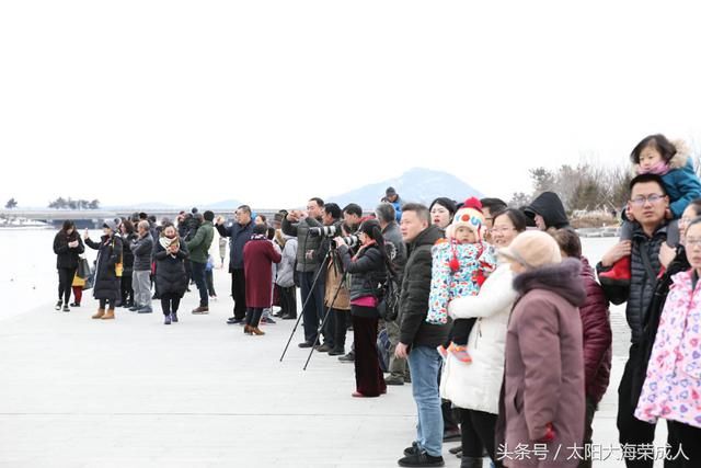 山东荣成樱花湖畔 喜迎各地游客 和天鹅一起过春节