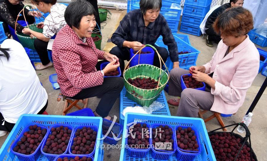 浙江仙居:网上接订单 杨梅卖得火