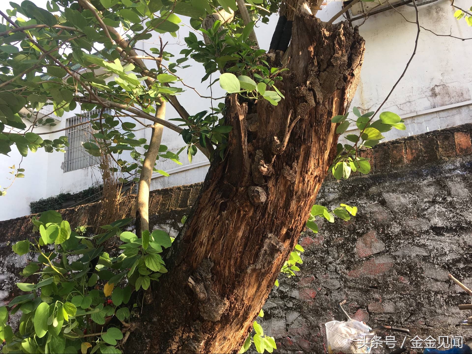 实拍广西钦州:四马路朽木也长得茂盛，见过这么伟大的树吗?