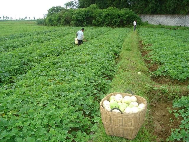 香瓜陷入滞销，农民低价卖不掉，城里高价买不起，差价都被谁赚了