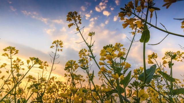 2018罗平油菜花门票多少钱 位于滇黔桂三省交界处