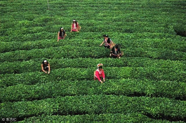 春节过后，春茶将成为普洱茶市场的焦点