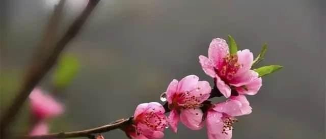 怎样上山发现盆景