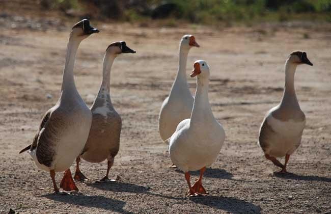 如何养鹅才能赚钱?