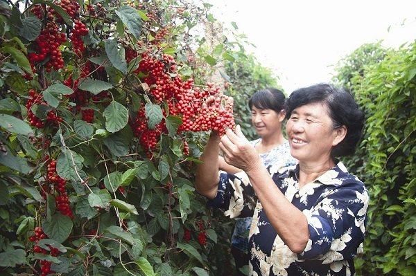 农村野味五味子，市场售价每斤三十元，很多人都不知道