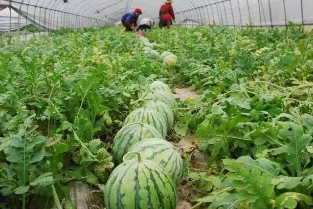 西瓜游玩攻略,西瓜游玩攻略大全