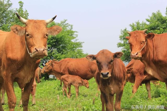 养牛新手常见问题，养什么品种的牛最好？