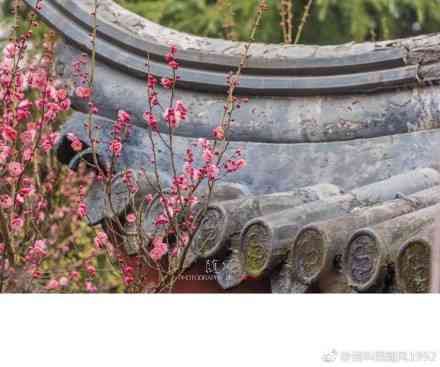 南京雨花台的梅花绽放，是时候和小伙伴们约一波了!