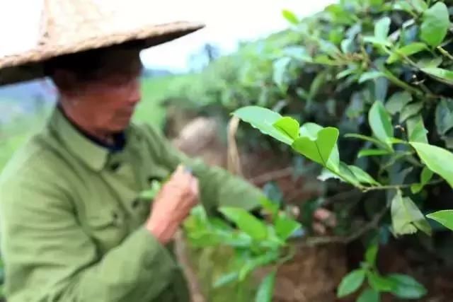 没有厦门小清新的海，却在万亩茶园间私藏了一片樱花海