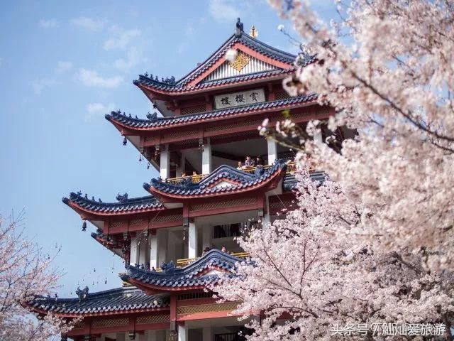 全国即将为这个赏樱天堂疯狂！藏在江南，有着秒杀日本的樱花绝景