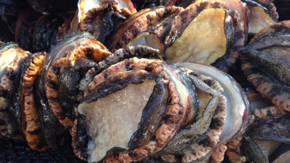 滥捕与走私致非洲野生鲍鱼濒临灭绝,高额利润