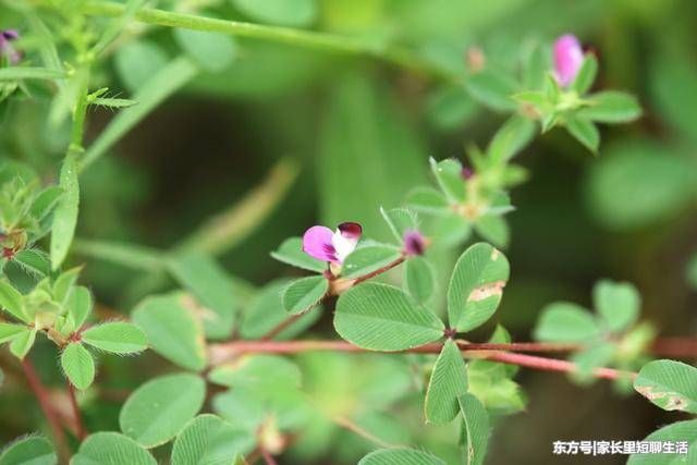 田里一大害草，农民见了就烦，如今却成上等野菜，人称“掐不齐”