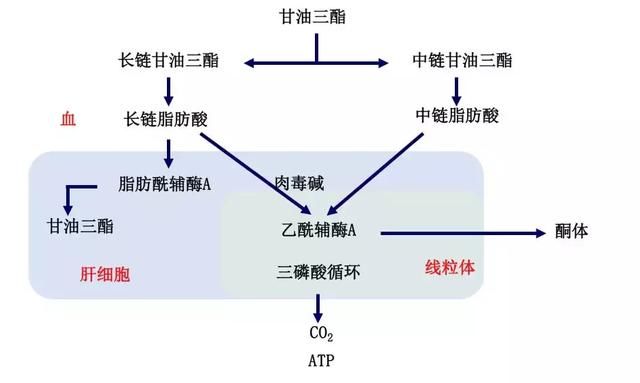 丙泊酚乳状注射液，与中\/长链脂肪乳注射液有啥区别？