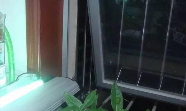 端午安康飞龙再世!龙鱼17楼飞下大难不死