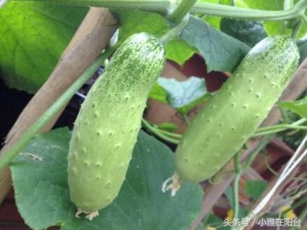 春季种盆栽黄瓜,一个小窍门,每节都有瓜,天天有的摘
