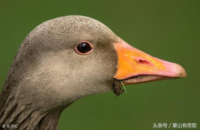 千金难买老鸭头，老鸭头股票形态详解