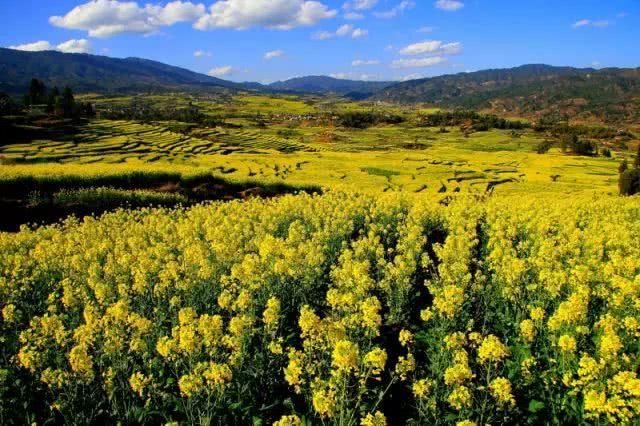 史上最全的云南油菜花赏花地图！春节期间更加壮观