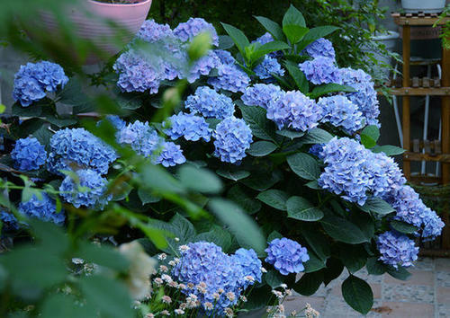 夏天的绣球花,原来都是这么养,一个个花球长满