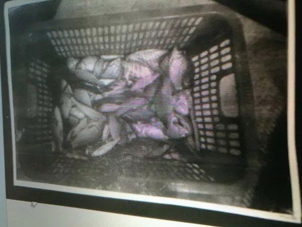 咸安区人民检察院批捕一起非法捕捞水产品案