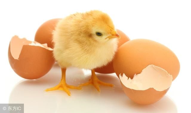 小鸡出壳后什么时间段饮水最好?