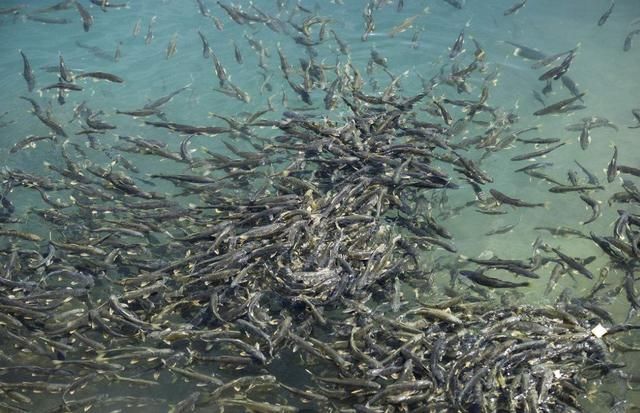 这湖有80万吨野生鱼,对鱼来说是天堂,却是钓友的地狱