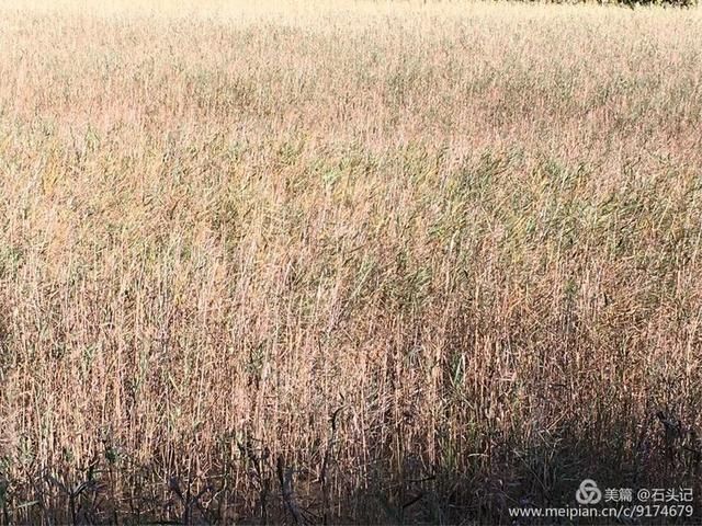 醉美九寨，不灭的神话(二)纪念逝去的火花海，诺日朗瀑布