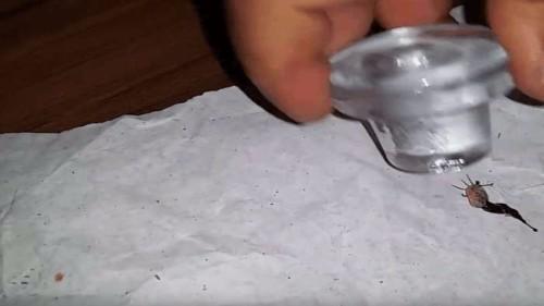 男子捡到乌龟,身上满是不明小点,看清后不淡定