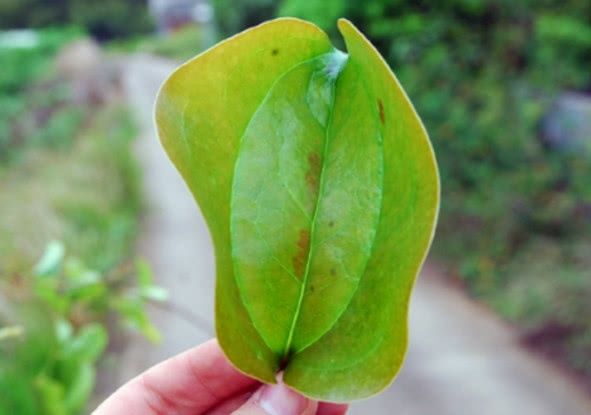 农村万人嫌的野草，药食价值极高，能治疗心腹疼痛，一斤20