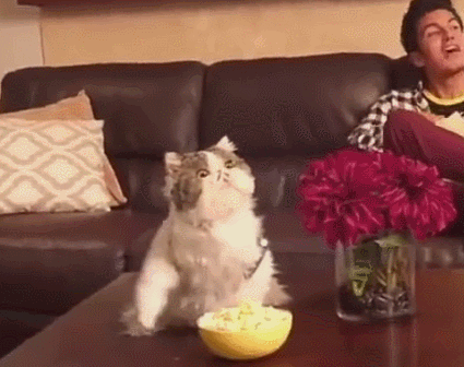 壁纸 动物 狗 狗狗 425_336 gif 动态图 动图