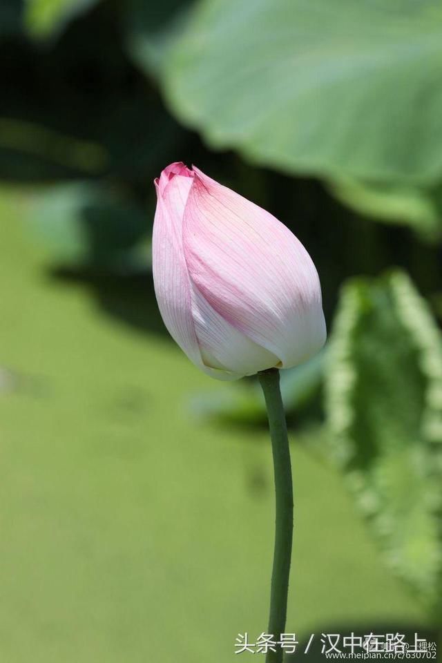 俺们汉中西乡也有荷花池,你知道在哪吗?