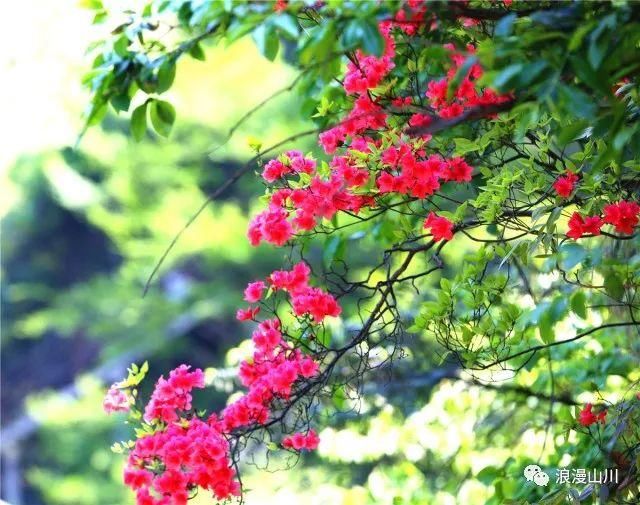 震撼!山川峡谷映山红,绵延数公里!