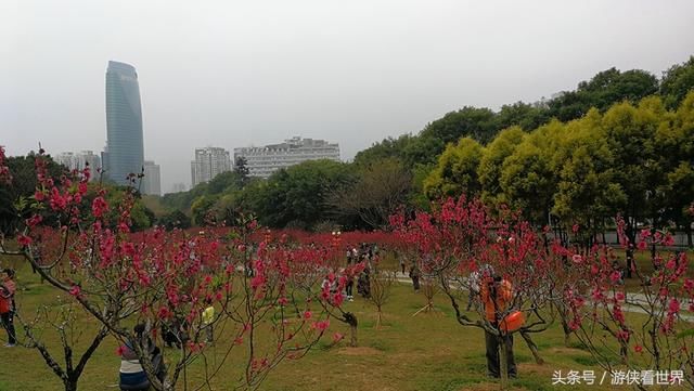 深圳踏青：莲花山公园的桃花正在绽放 你到底约不约？