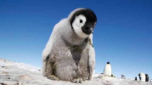 间谍是如何潜入动物世界的?这部BBC神片,看