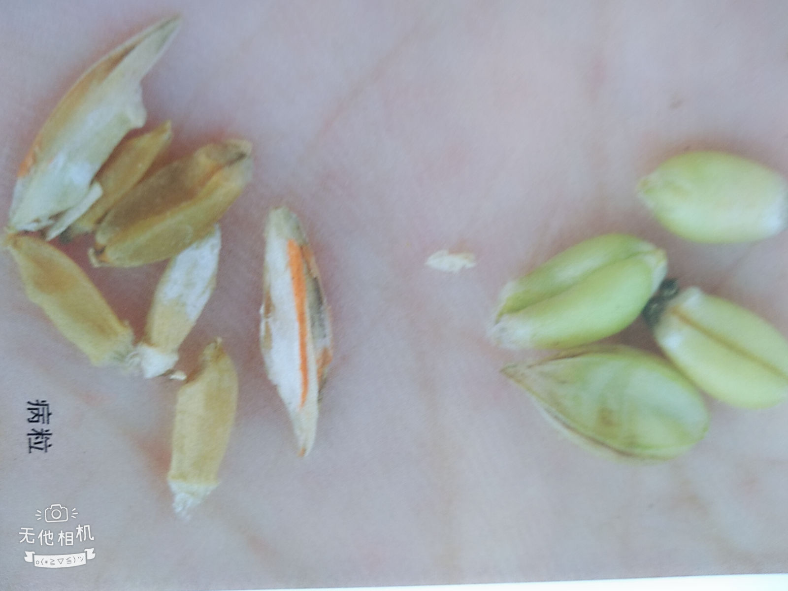 小麦病虫害图解小麦全蚀病、小麦黑穗病、小麦秆黑粉病等