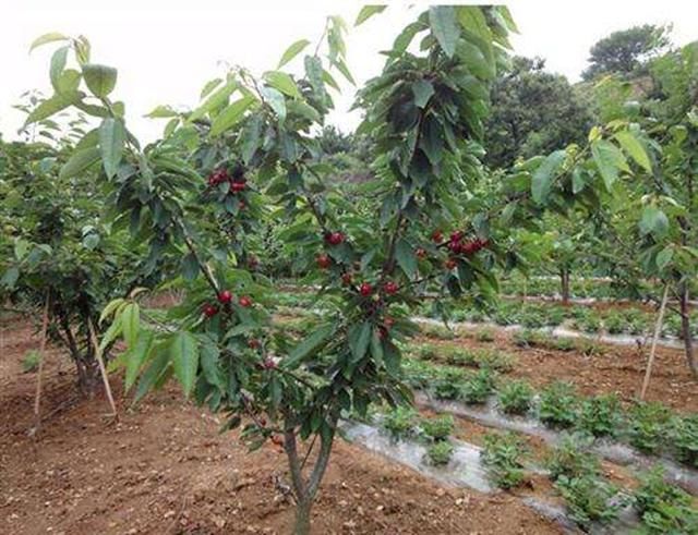 樱桃树栽培技术|甜樱桃根、叶的生物学特性