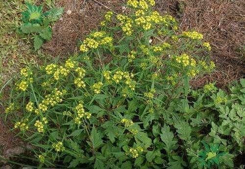 崩漏、脚臭、风湿，这把野草功效不错!