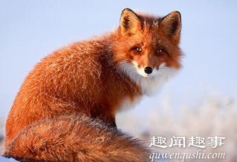 大兴安岭红狐是真的吗