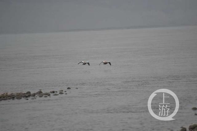 国家二级保护动物中华赤麻鸭首来重庆江津越冬,目前国内仅存1万