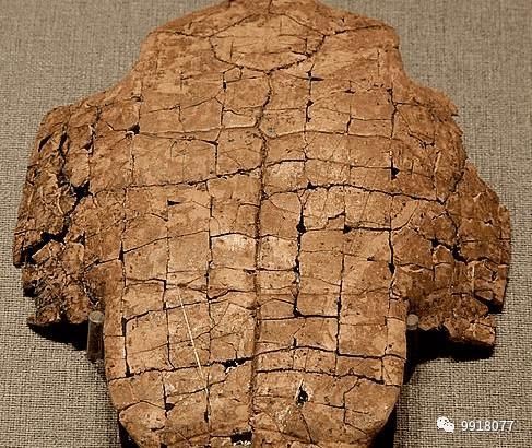 白酒加一草根, 强过牛鞭虎鞭, 每天喝一点, 肾更