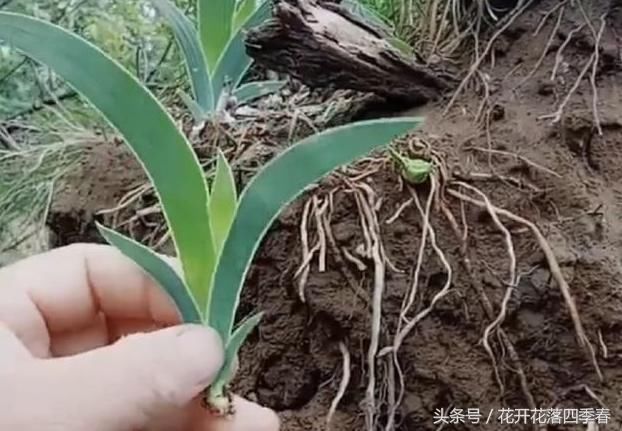 这种野草，形状酷似竹叶，俗称“鬼扇”