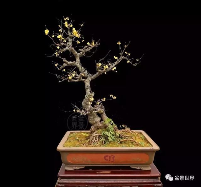 龙泉梅开天下春 梅花盆景精品欣赏