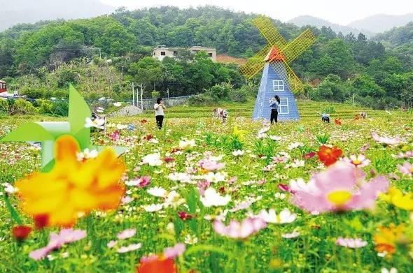 厦门一年四季都有花海，唯独春天最是浪漫