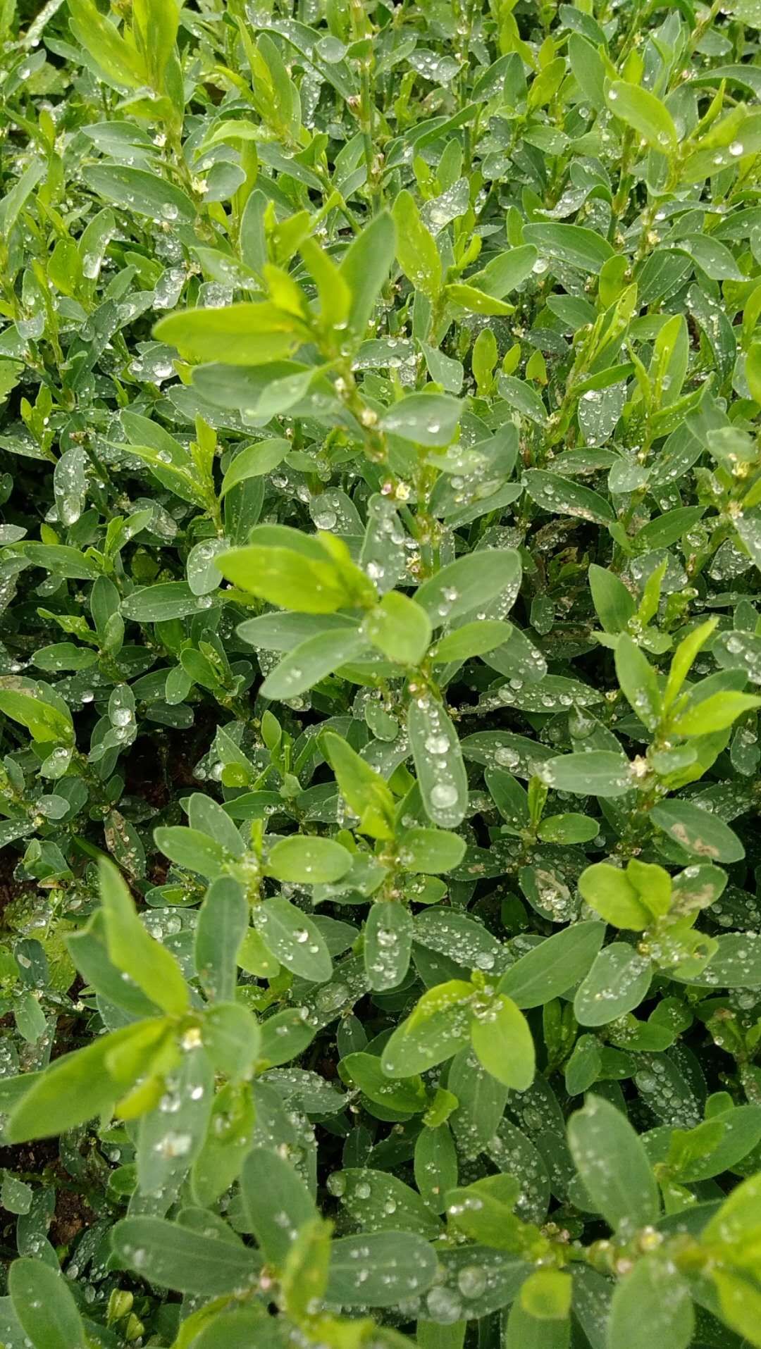 水，就像婴儿口中的乳汁!