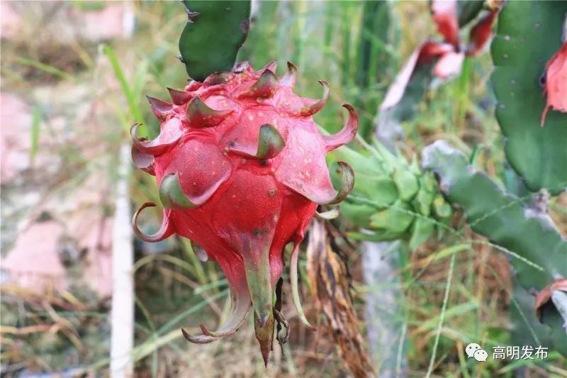 火龙果、凤梨、黄肉西瓜、莲雾…高明一大波鲜
