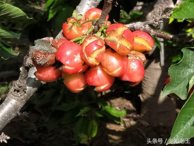 大樱桃一波三折历险记价格暴涨，几家欢喜几家忧？