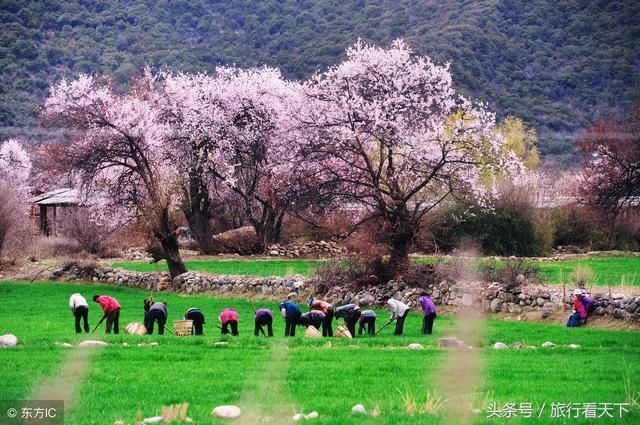 再过1个月，今年第一场桃花盛宴将在西藏开启，惊艳世人